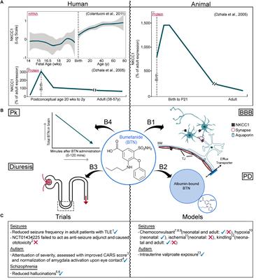 Off-Label Use of Bumetanide for Brain Disorders: An Overview